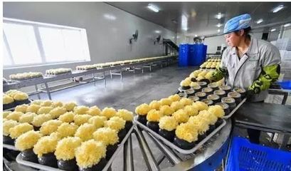 訪企業(yè)、解難題、促“六穩(wěn)”——尤溪 深入項(xiàng)目一線為企精準(zhǔn)把脈，力促商貿(mào)繁榮發(fā)展